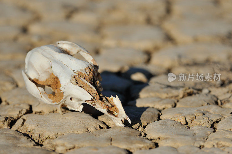 澳大利亚内陆沙漠中的袋鼠骨