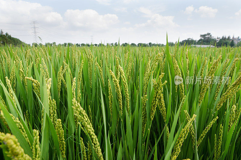 稻田里的稻子