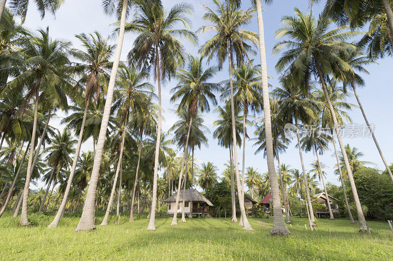 棕榈树和平房，在泰国的费南岛