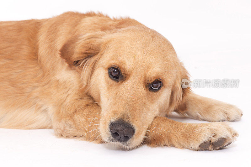 金毛猎犬躺在白色的背景上