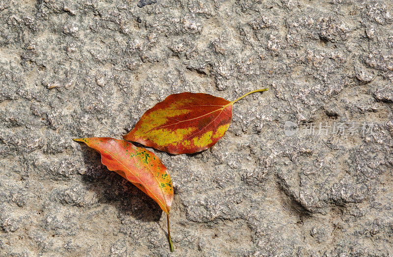 秋天的落叶落在地上