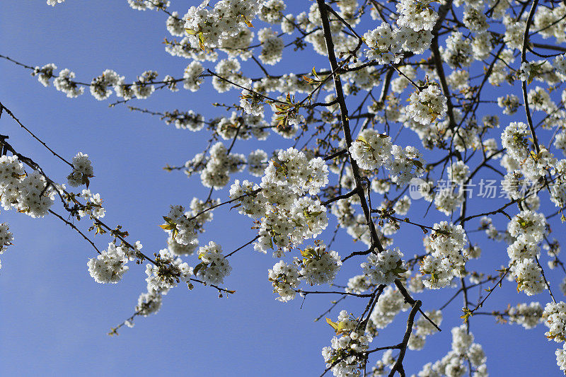 在春天仰望白色的樱花