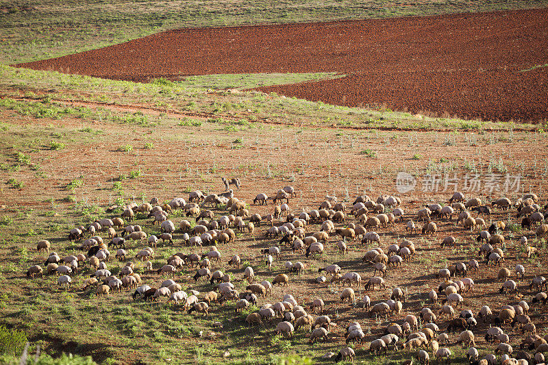 在土耳其安纳托利亚山区放牧的羊群
