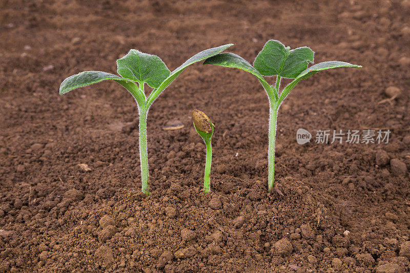 家庭的爱与呵护:泥土中的植物