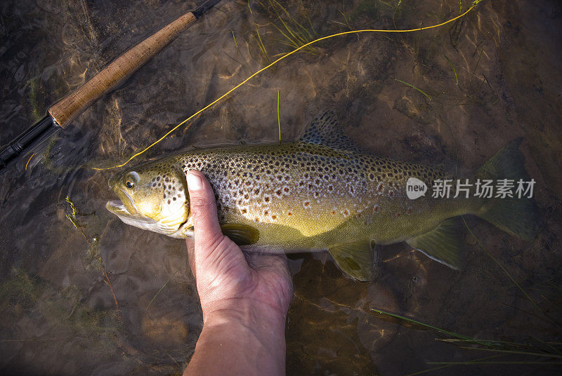 捕捉和释放鳟鱼在河特写