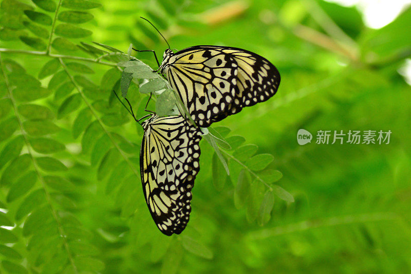 两只纸风筝蝴蝶在绿叶间交配。