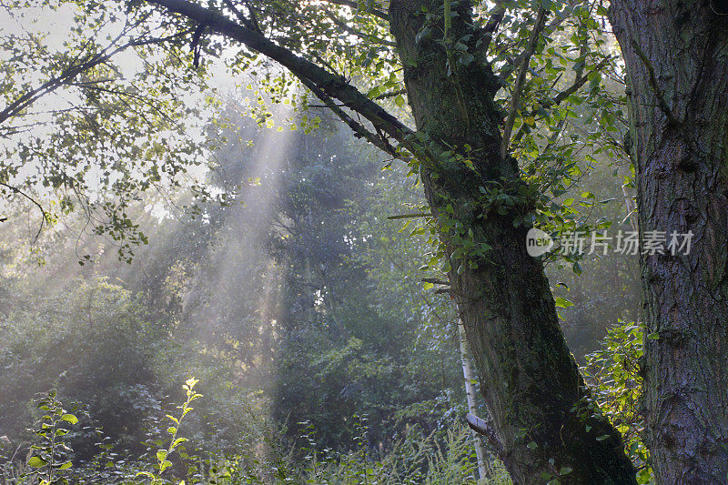 阴森森的森林里放射着阳光