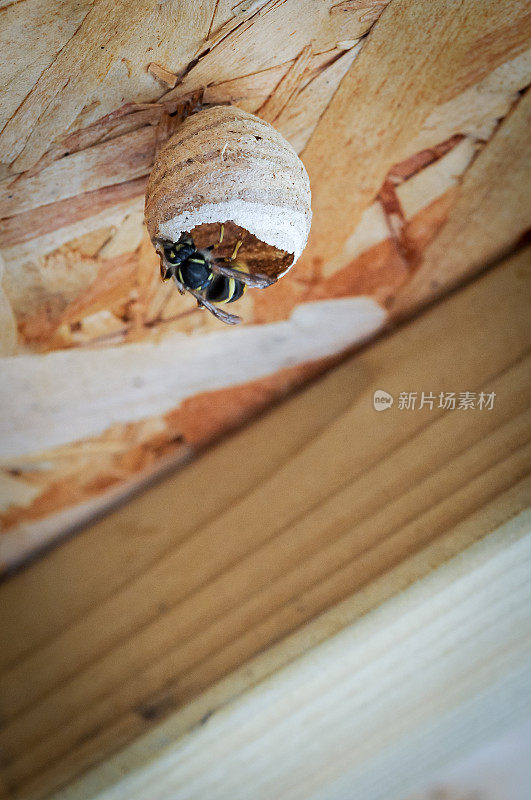 孤独的黄蜂奔向它的纸巢