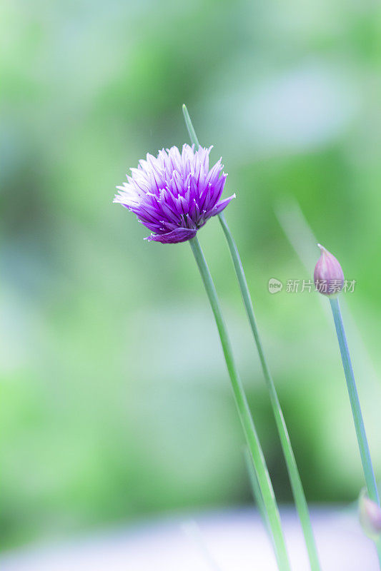 花园里的大葱植物