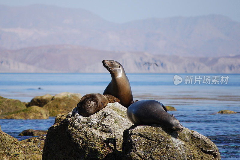 加州海狮