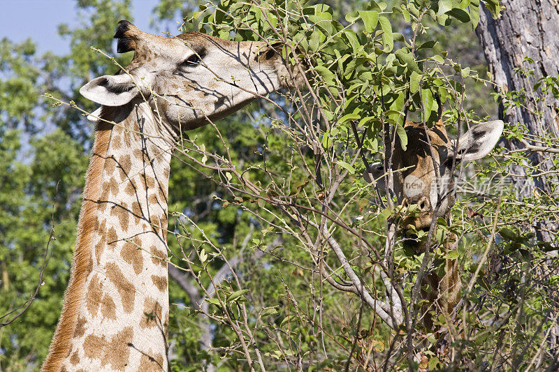 这是两只正在吃东西的长颈鹿，莫雷米，博茨瓦纳