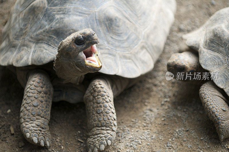 愤怒的乌龟向另一只乌龟张开他的嘴