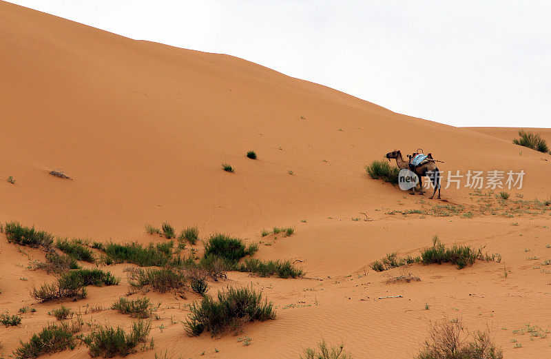 沙漠中的骆驼，沙坡头，中国