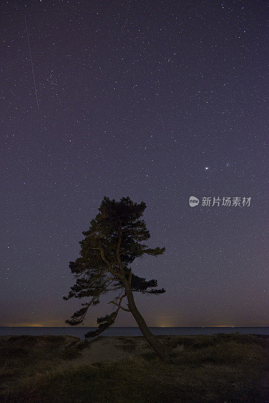 星空与大海，前景中一棵孤独的冷杉(XXXLarge)