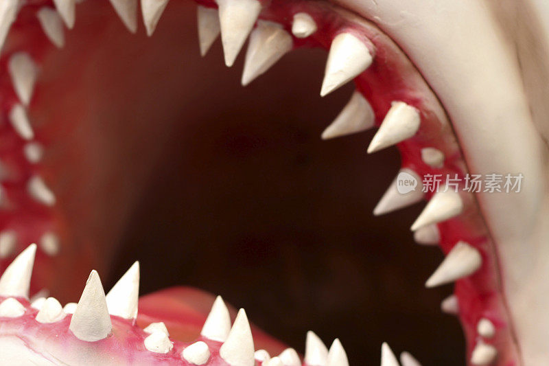 鲨鱼的牙齿