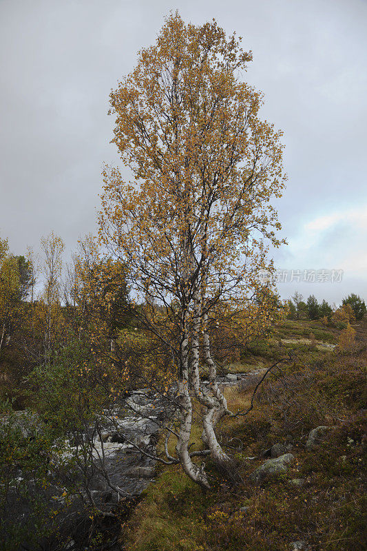 秋天河边的桦树。