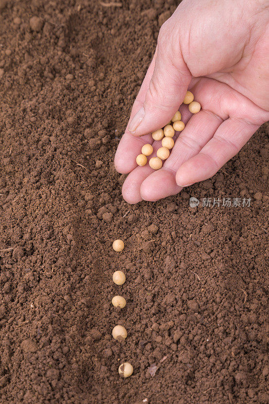 播种豆子
