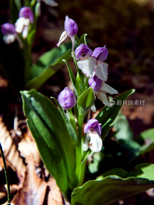 节目orchis