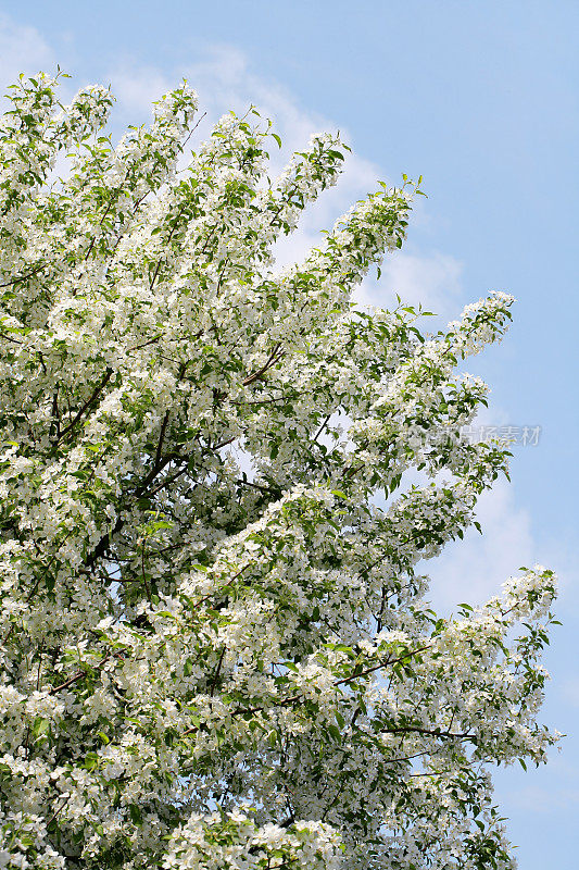 苹果树开花