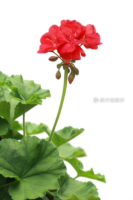 单瓣红色天竺葵花