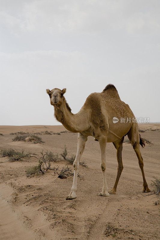 阿拉伯联合酋长国骆驼单峰驼