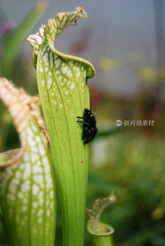 食肉植物与蜘蛛