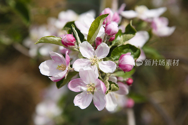 苹果树开花