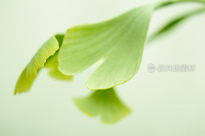 Gingko树叶