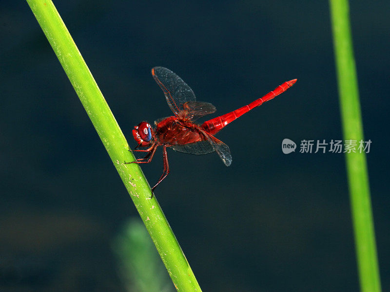 红色的龙飞过沼泽