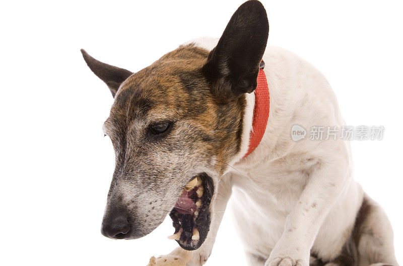 白色和棕色的狗与它的嘴张开的特写