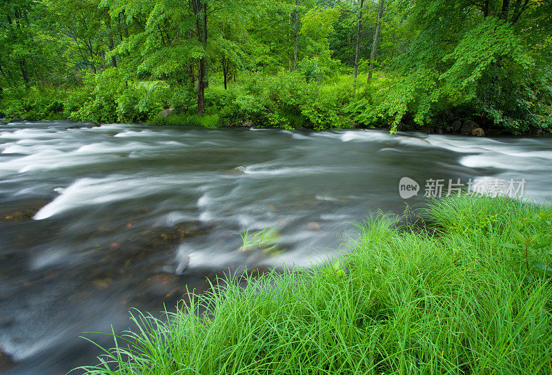 河流与夏日森林