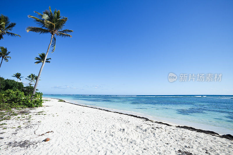 瓜德罗普岛加勒比海海滩上的棕榈树