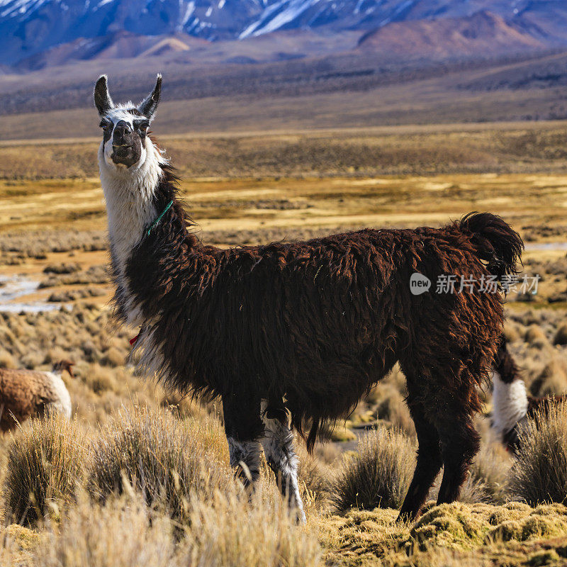 玻利维亚高原上的拉玛和帕里纳科塔火山