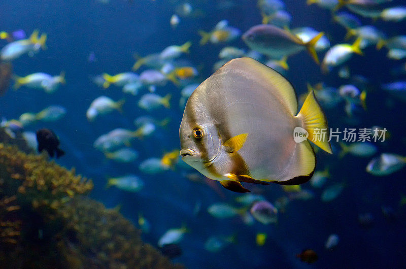 热带鱼水下图像