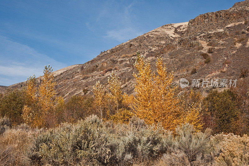 亚基马河峡谷的山艾树