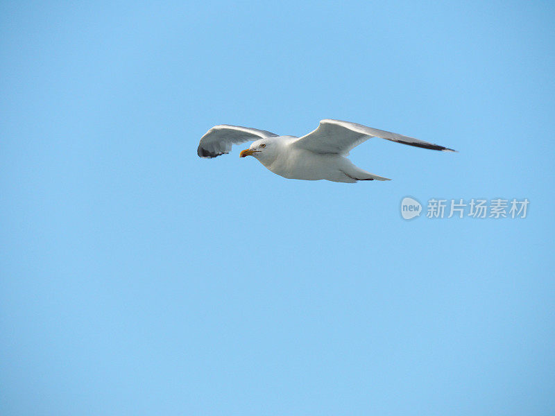 飞翔的海鸥