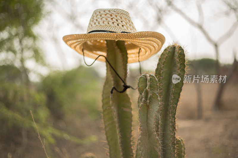 沙漠中的仙人掌戴着一顶草帽
