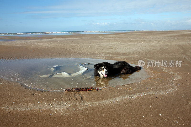 博德牧羊犬在海滩的游泳池里