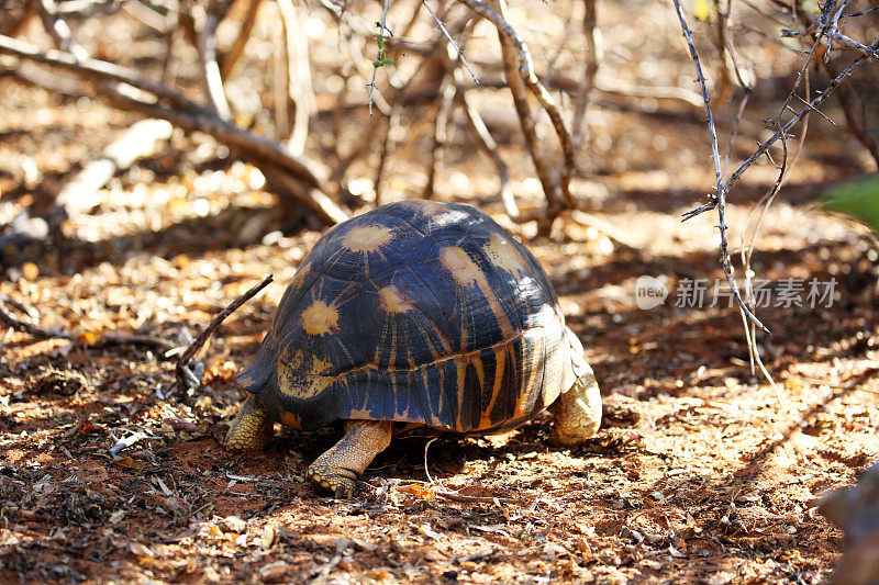 马达加斯加:Ifaty中的辐射龟