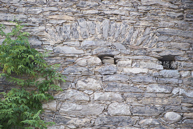 有攀缘植物的石墙