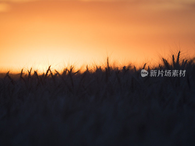 日落中的麦田，帕卢斯，美国WA