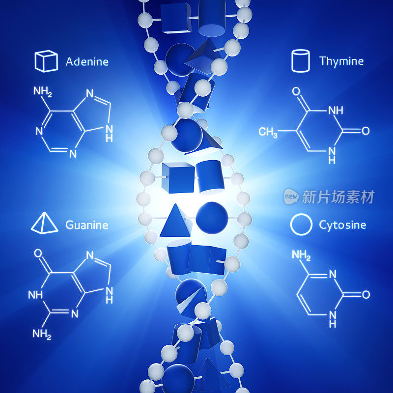 轻XL+的DNA分子