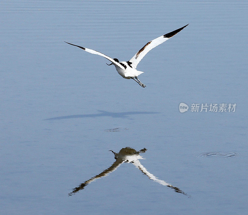 脚Avocet