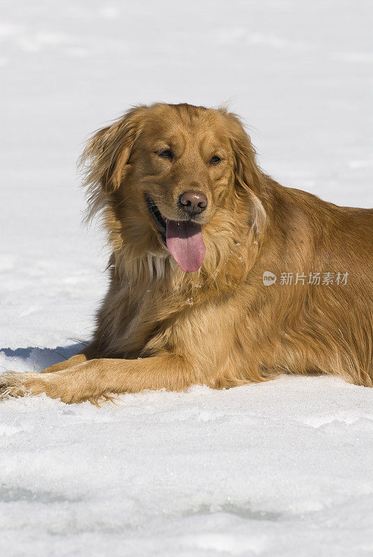 狗在雪地上