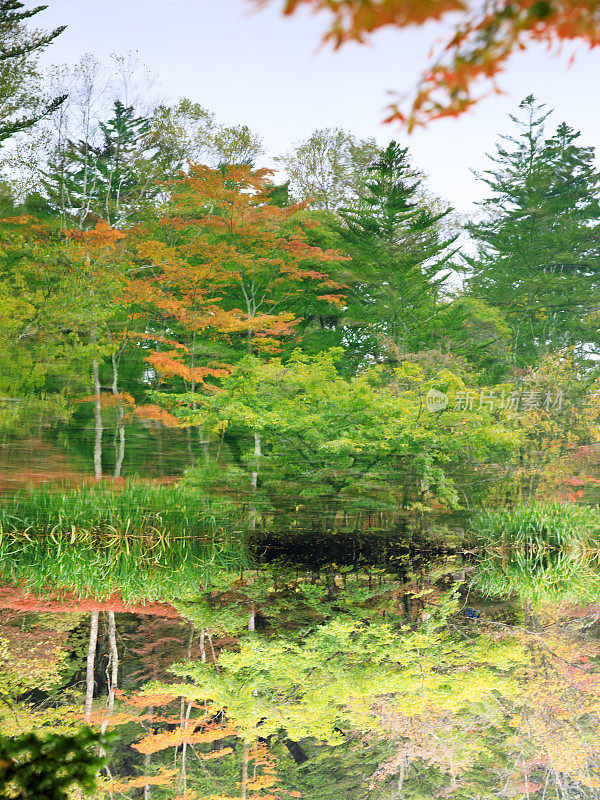 池塘倒映着树木