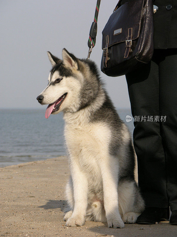 爱斯基摩犬