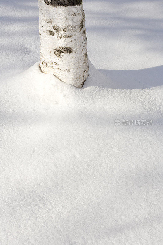 白桦树的树干在雪中