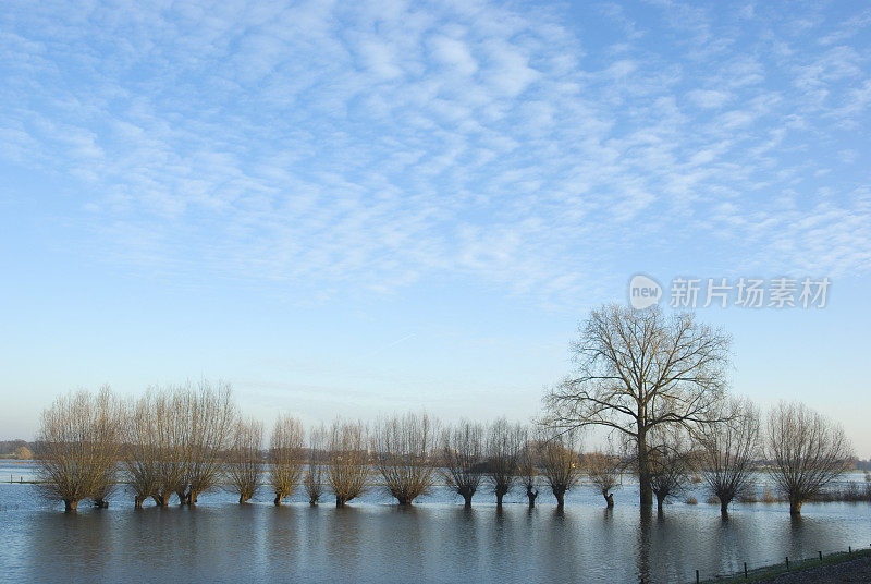 荷兰风景:淹没的河流IJssel与一排截柳树