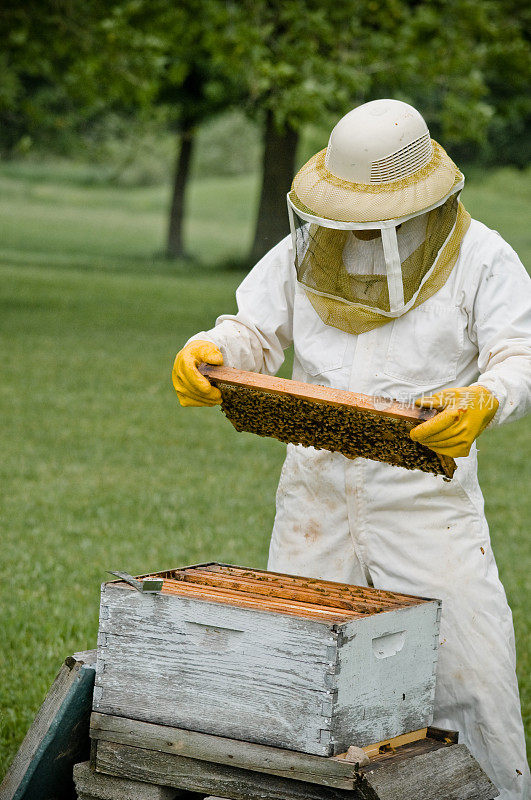 一个穿着制服的养蜂人在工作
