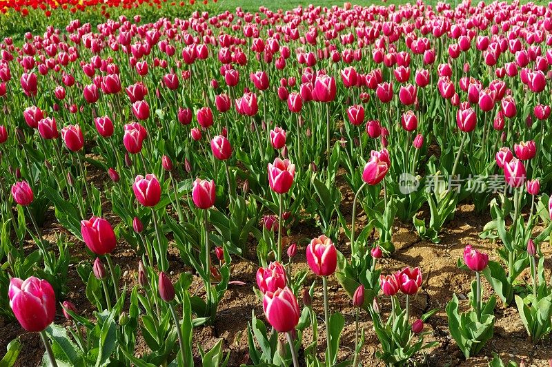 土耳其伊斯坦布尔公园里粉红色的郁金香花